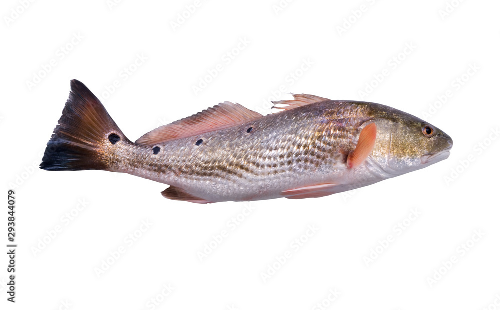 Fish Red Drum (Sciaenops ocellatus) with four black dots on white background. Isolated Fish Red Drum (Sciaenops ocellatus) with four black dots on white background. Isolated