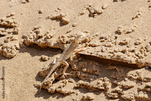 Toadhead agama Phrynocephalus mystaceus on a sand dune in Dagestan. Lizard in wildlife.