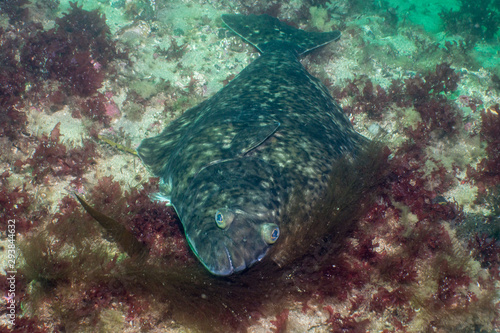 Atlantic halibut (Hippoglossus hippoglossus) at Saltstraumen, Norway