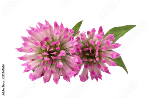 Two flowers of red clover isolated on white background, close up