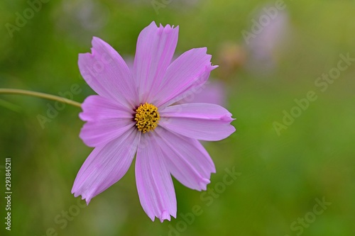 pink cosmos flower in the garden