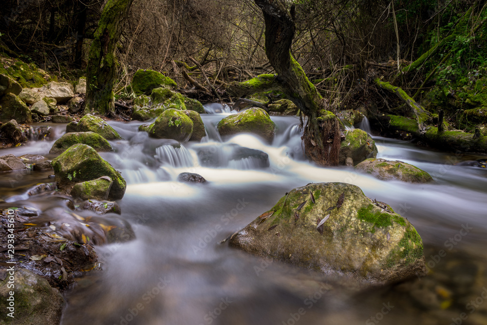 Obraz premium water river in the mountain with trees, rocks and plants