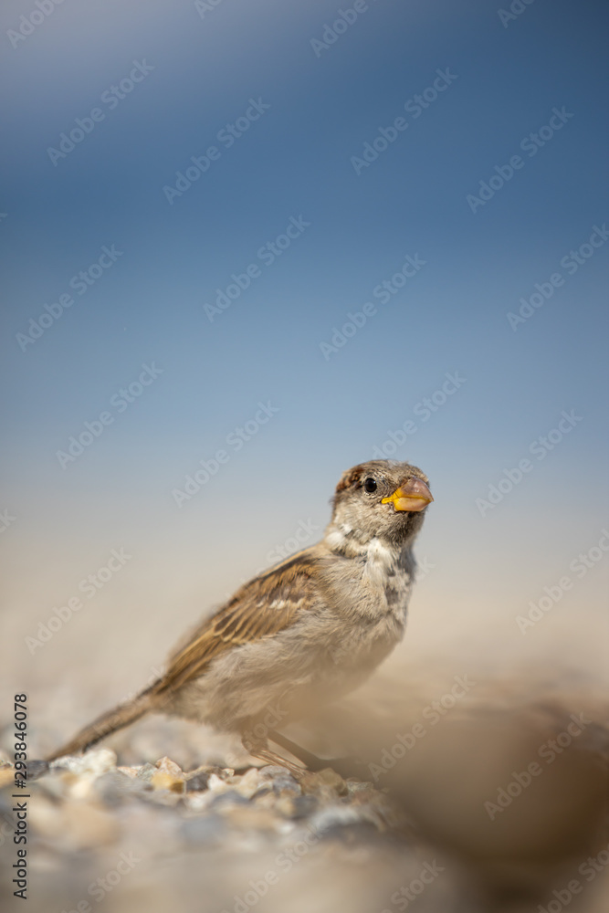 House sparrow (Passer domesticus) House sparrow (Passer domesticus)