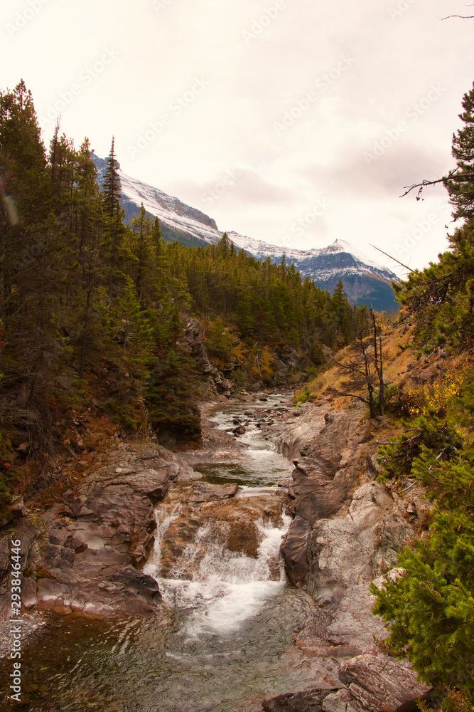 View of a stream in the middle of pines with snowy mountains in the background View of a stream in the middle of pines with snowy mountains in the background