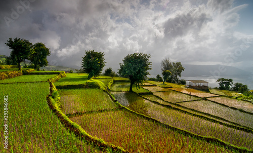 Bild auf Leinwand Rice paddies  near Koyna nagar  Satara,Maharashtra,India