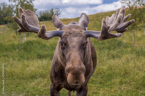 Close up frontal view of a male moose with large antlers on a green meadow in Sweden.