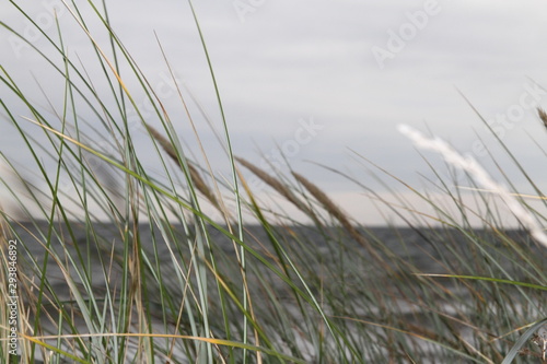 grass on the beach, grass, nature, green, sky, summer, blue, field, plant, water, beach, landscape, reed, meadow, dune, wind, sand, tall, wheat, agriculture, sun, natural, sea, countryside, lake