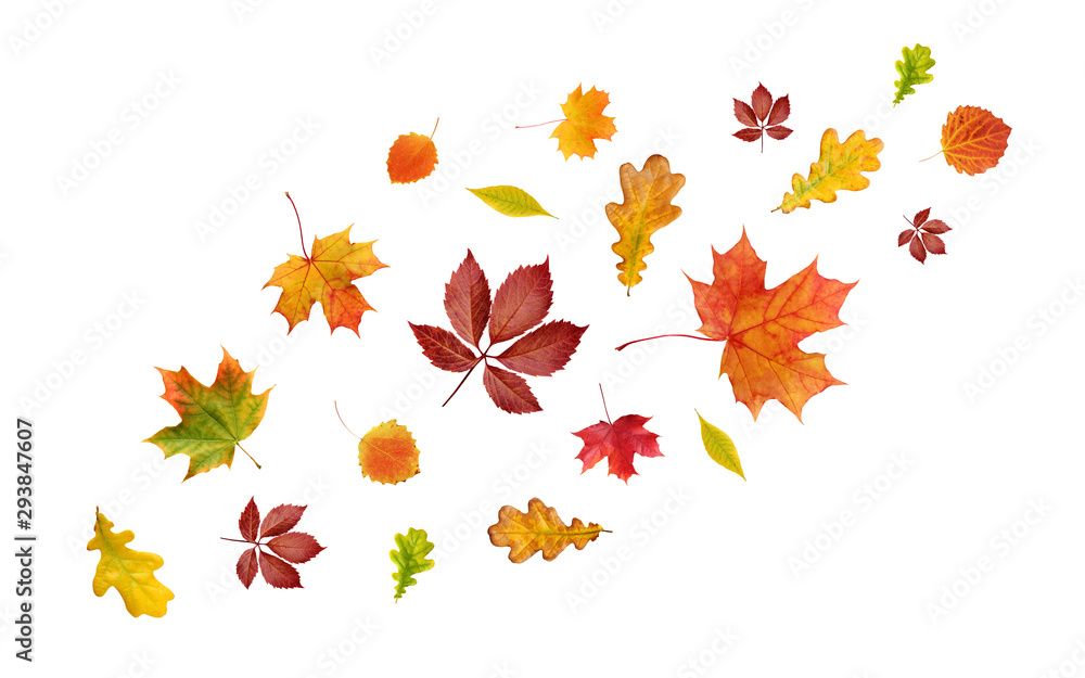 falling autumn leaves isolated on white background. falling autumn leaves isolated on white background.