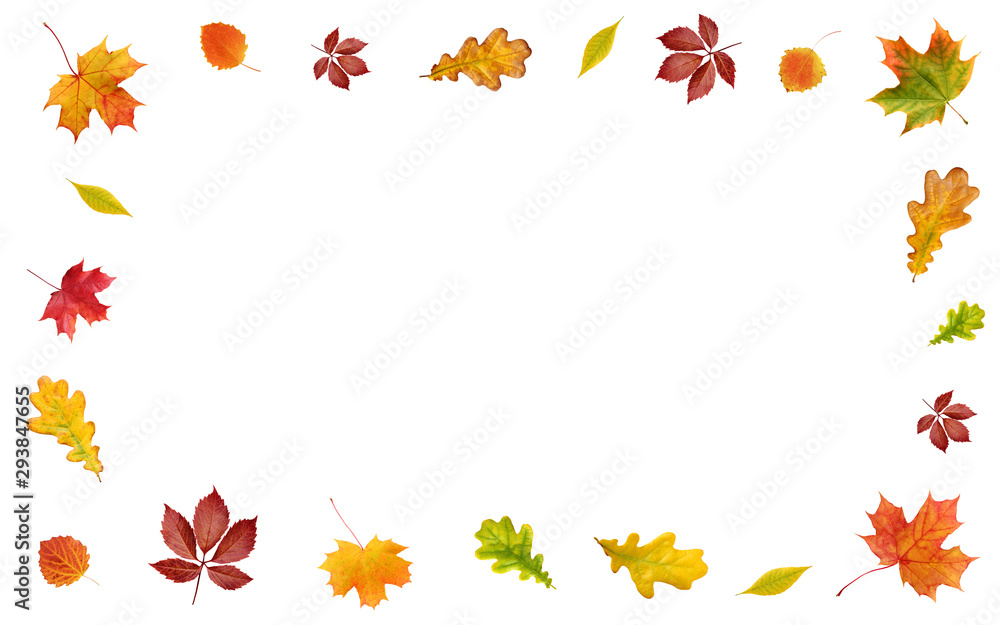 backdrop with autumn leaves on white background. frame of yellow, red and orange leaves backdrop with autumn leaves on white background. frame of yellow, red and orange leaves