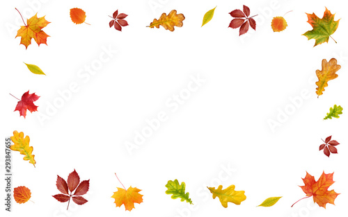 backdrop with autumn leaves on white background. frame of yellow, red and orange leaves