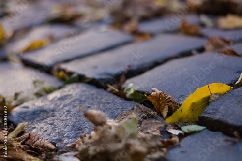 Background or texture from an old paving stones with yellowing autumn, fallen leaves on the road.