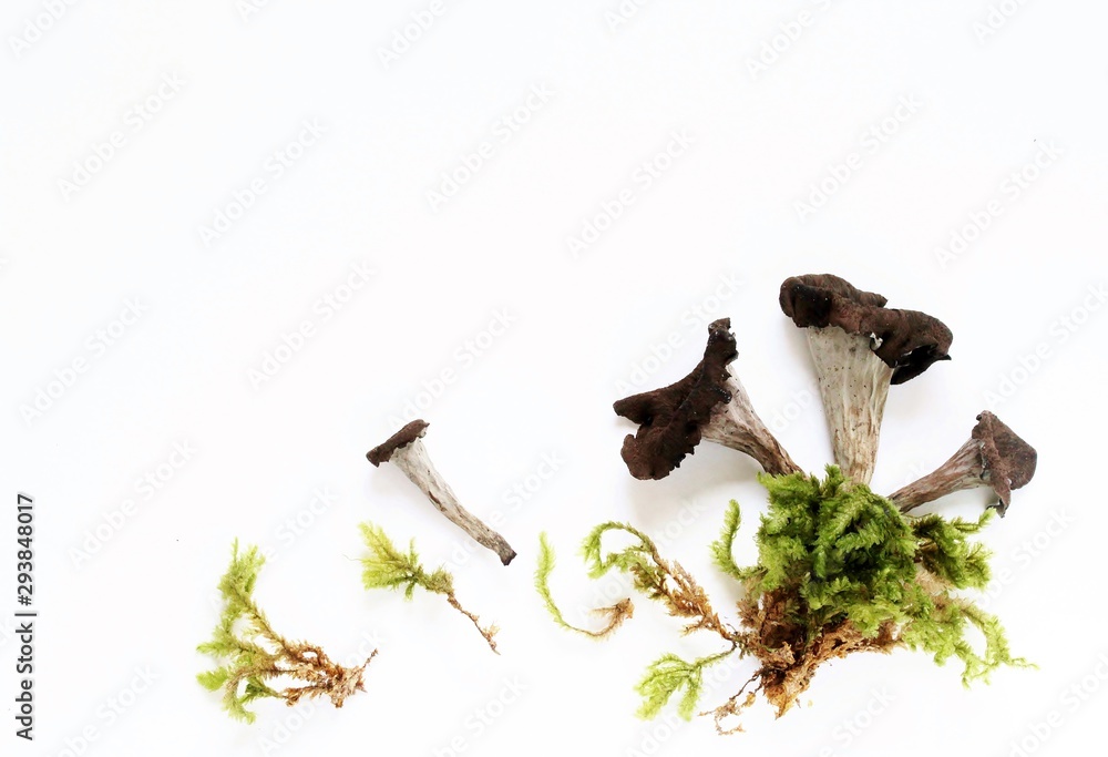 Fototapeta premium Black Trumpet Mushroom. black chanterelle . Flatlay. copy space. top view
