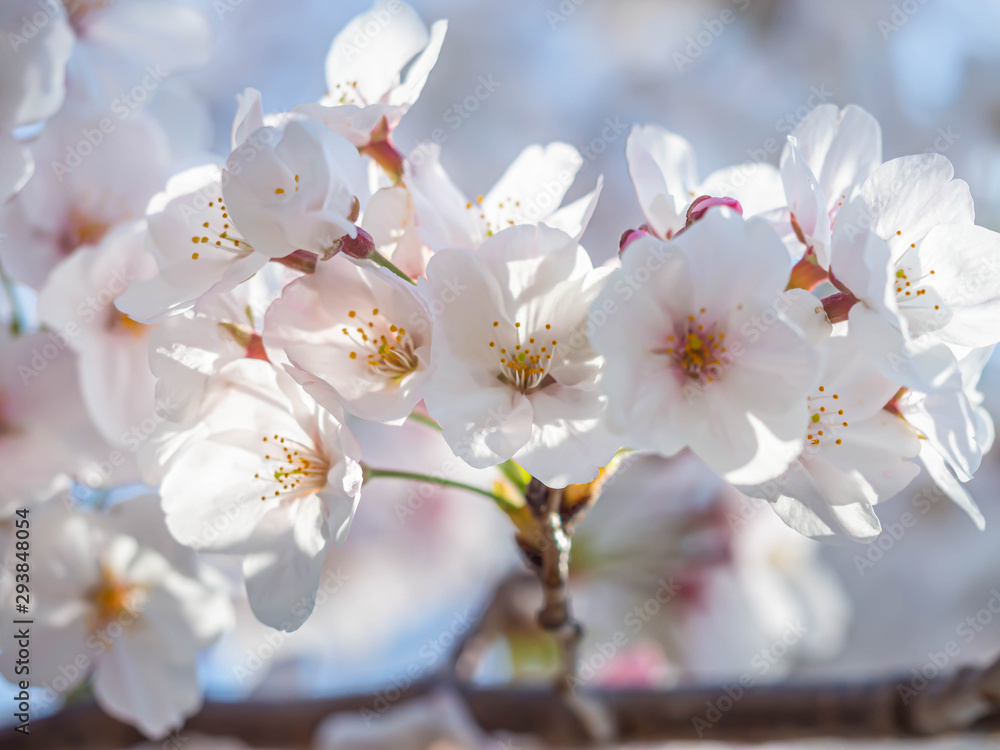 Cherry blossom season. Closeup of sakura flowers with sunlight and blurry petals background. Cherry blossom season. Closeup of sakura flowers with sunlight and blurry petals background.