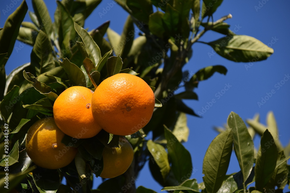 Satsuma orange - Citrus unshiu. It is called “Mikan” in Japan.