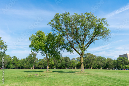 Two Trees at Vernon Park in University Village in Chicago during Summer