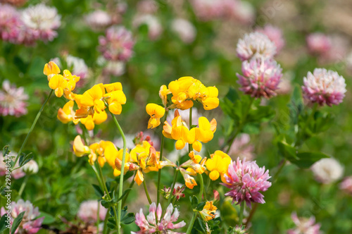 yellow birdsfoot and pink wild flowers on a meadow