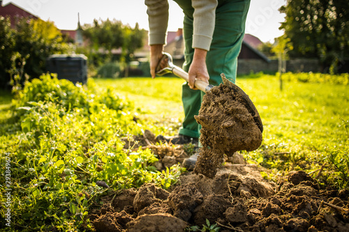 Senior gardener gardening in his permaculture garden -  preparing the ground for winter at the end of summer