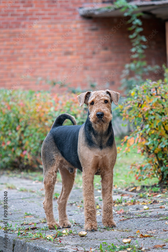 Beautiful airedale terrier