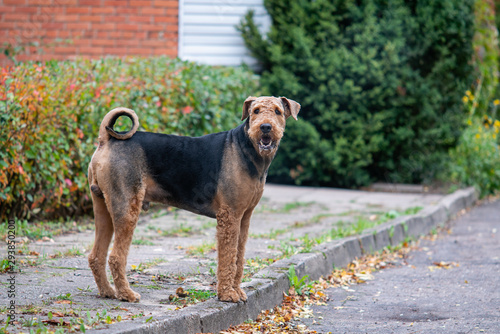 Beautiful airedale terrier