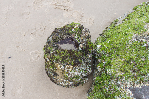 Barnacles and mos on rocks at the beach at Byron Bay Australia