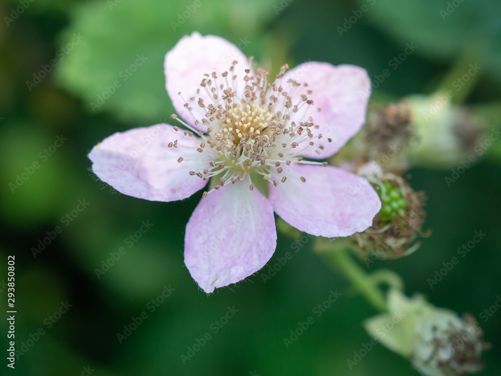 Blackberry flower Blackberry flower