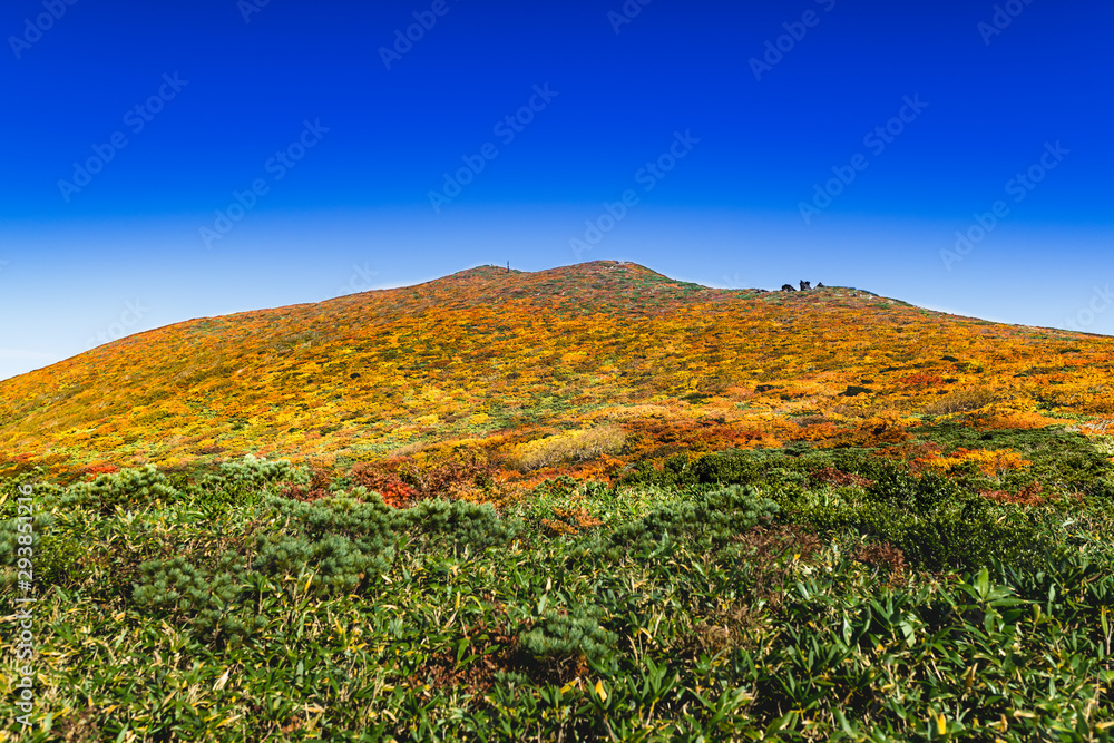 Fototapeta premium 栗駒山紅葉神の絨毯