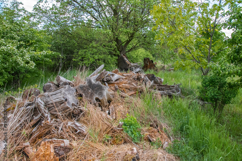 Dry tree stumps that have been deposited as habitat for small animals and insects on the edge of a field in Brandenburg, Germany.