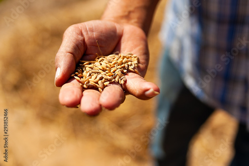 close up of old traditional farmer hand holding rice grains while working in farm in the countryside with natural sun light