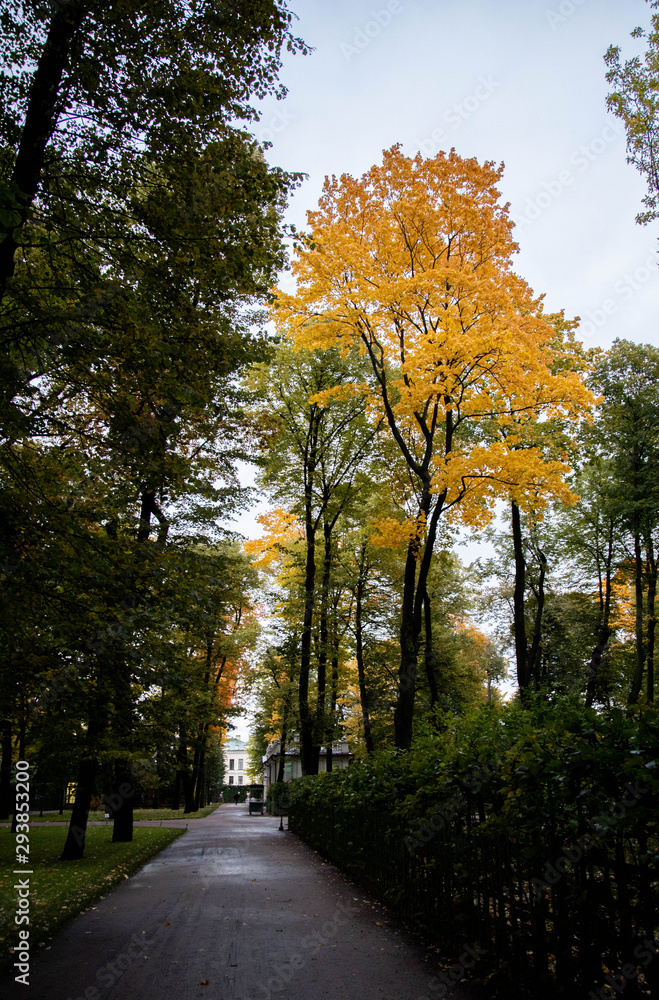 autumn maple tree in the park, yellow leaves autumn maple tree in the park, yellow leaves