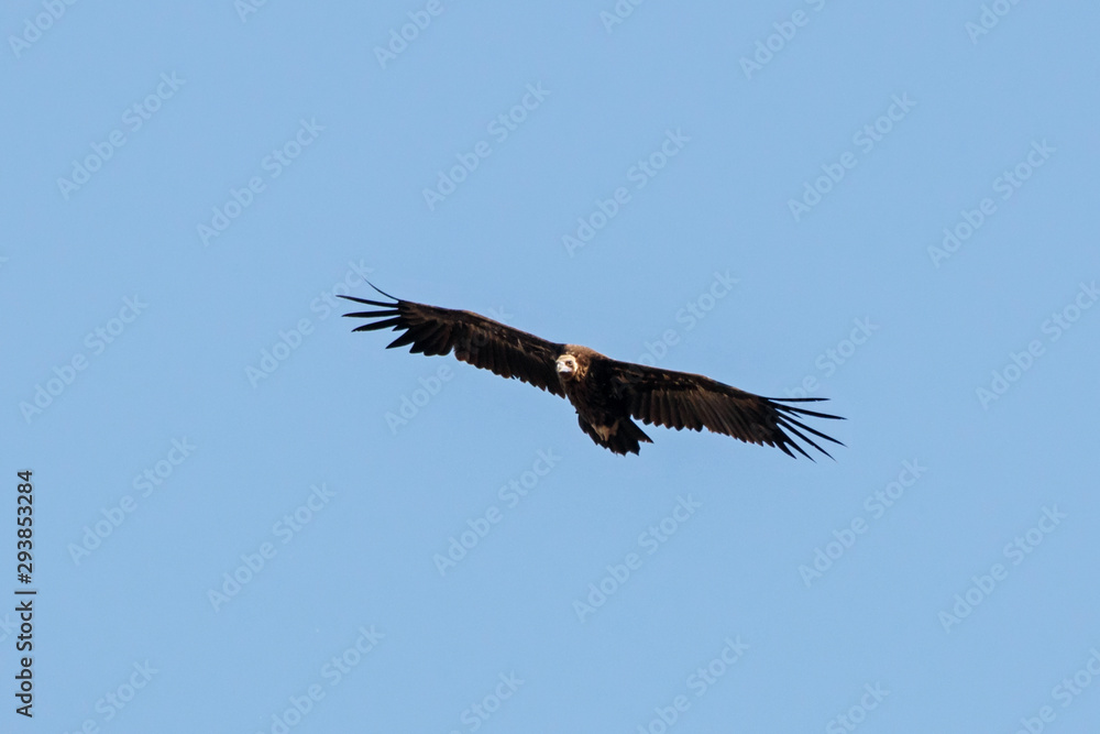 Obraz premium Cinereous Vulture Aegypius monachus w locie