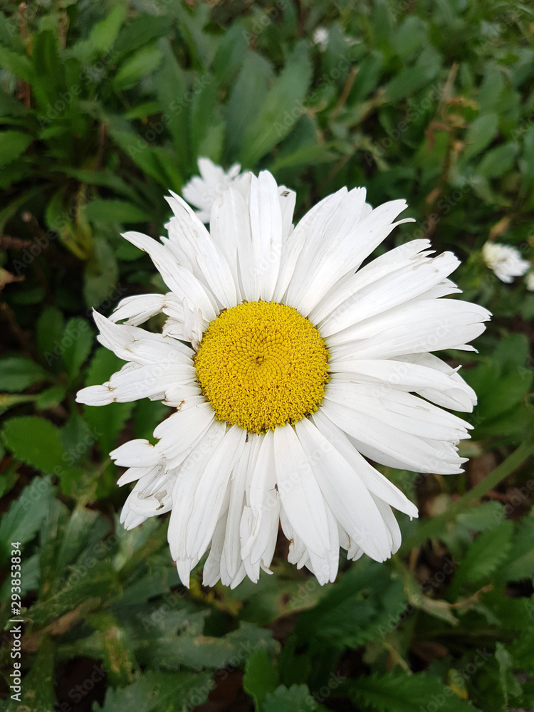 Fototapeta premium La vida pasa en un solo instante como los petalos de una flor