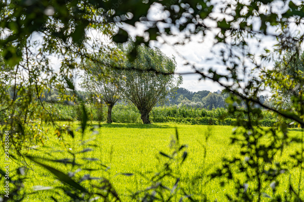 View at a green meadow with willows, Zoetermeer, Netherlands