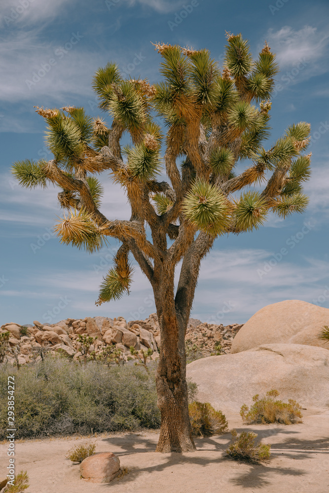 A Joshua Tree in the desert on a sunny day. A Joshua Tree in the desert on a sunny day.