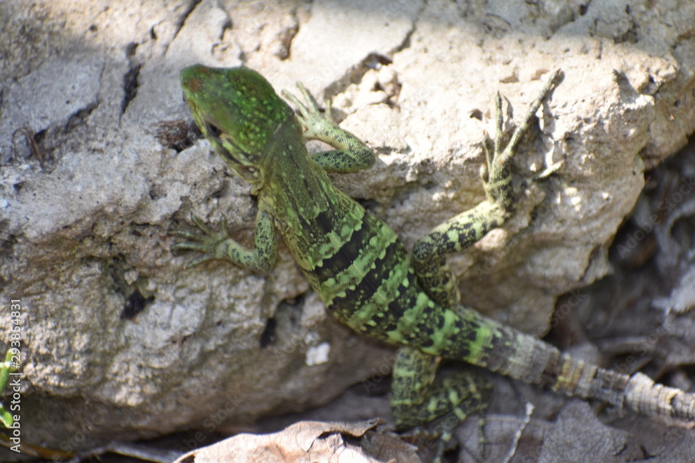 Lizard Reptile on Tree in Tulum Mexico Mexican Riviera Lizard Reptile on Tree in Tulum Mexico Mexican Riviera