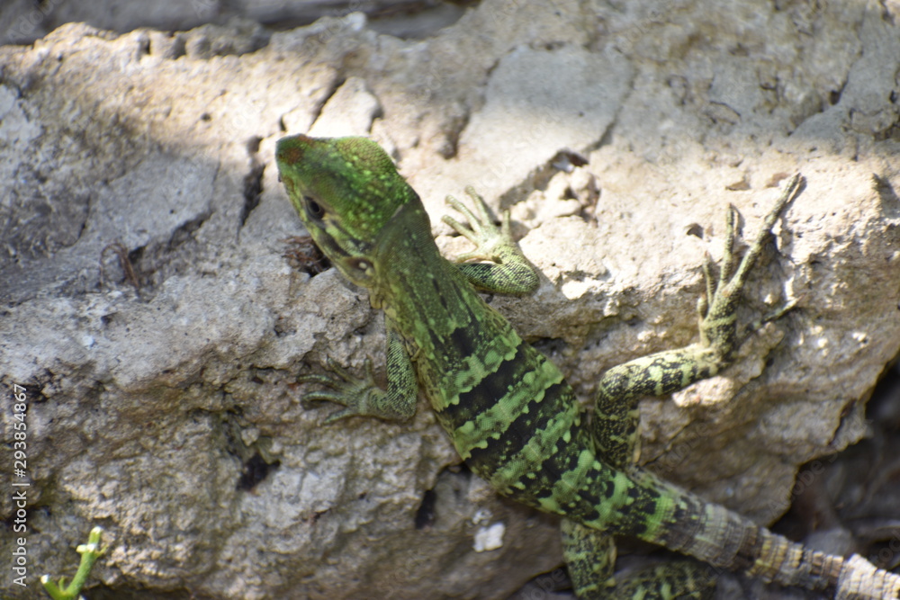 Lizard Reptile on Tree in Tulum Mexico Mexican Riviera Lizard Reptile on Tree in Tulum Mexico Mexican Riviera
