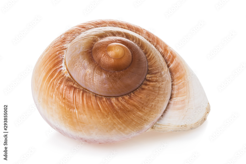 Spiral seashell isolated on white background. Snail close-up. Stacked photo Spiral seashell isolated on white background. Snail close-up. Stacked photo