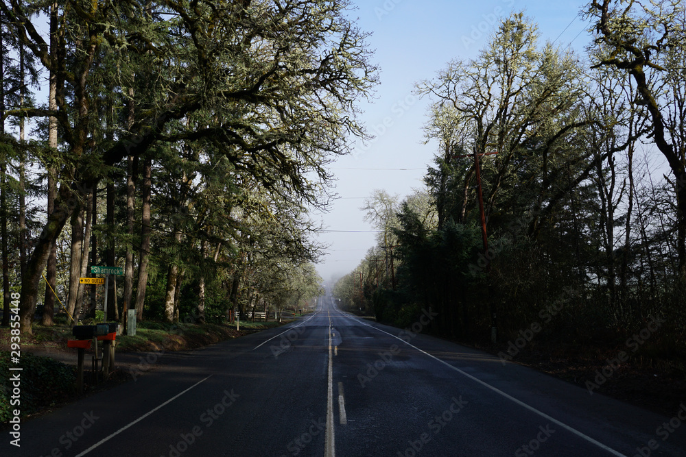 A straight treelined country road on a clear cold winter day A straight treelined country road on a clear cold winter day