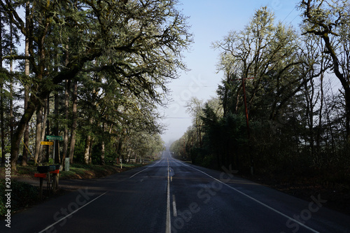 Wallpaper Mural A straight treelined country road on a clear cold winter day Torontodigital.ca