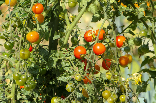 Viele kleine rote Tomaten am Strauch, Solanaceae pomodoro