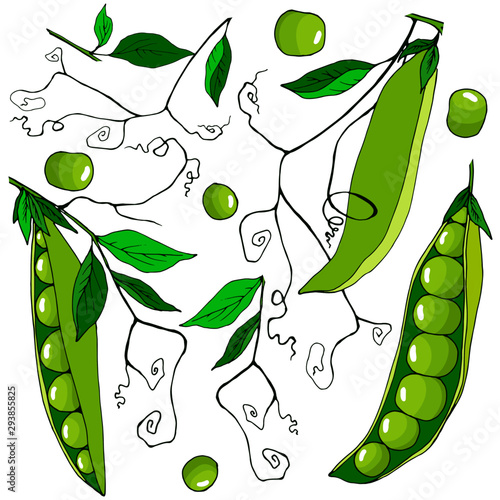 set of elements of fruits and leaves, stalks of peas