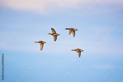 Group of Flying wild ducks against blue sky © Przemyslaw Iciak