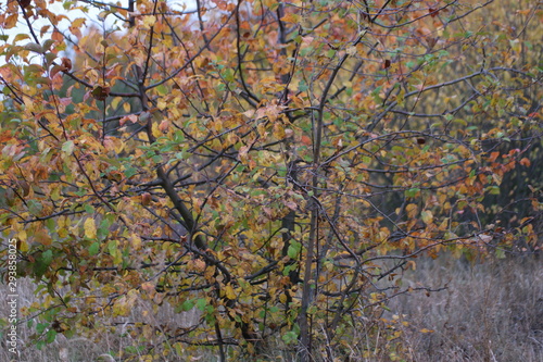 tree in autumn