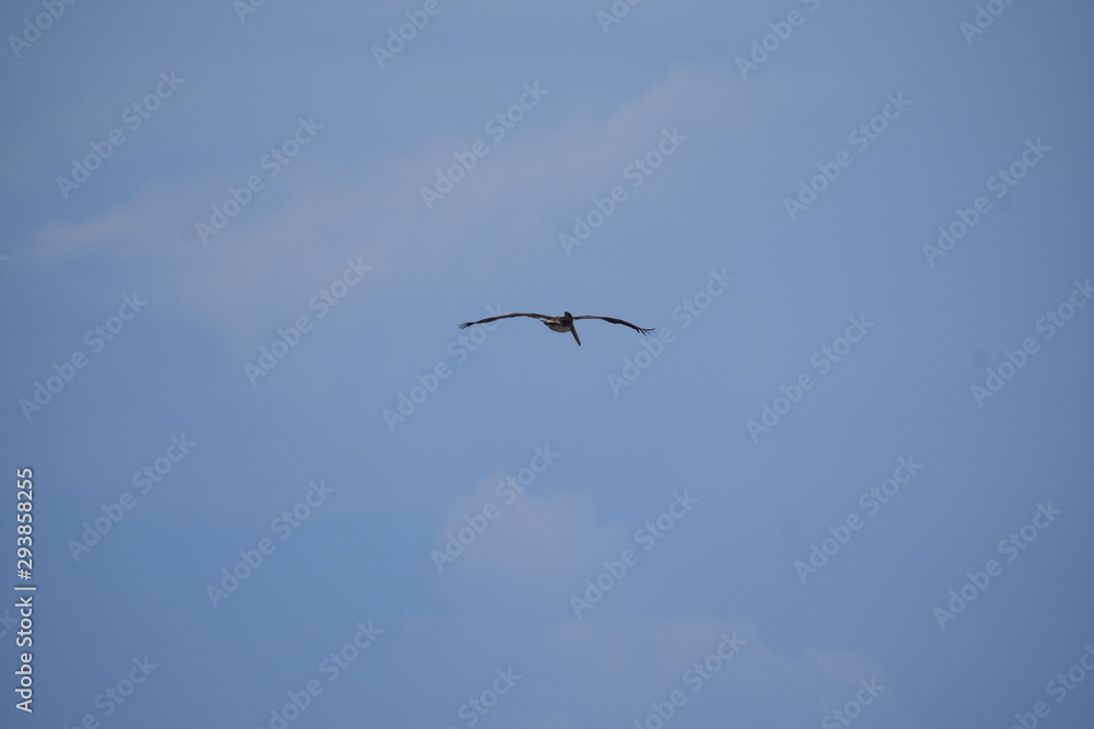 Brown Pelican Flying over the ocean Brown Pelican Flying over the ocean