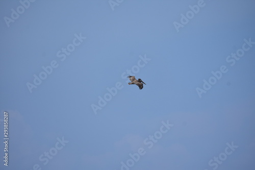 Brown Pelican Flying over the ocean 