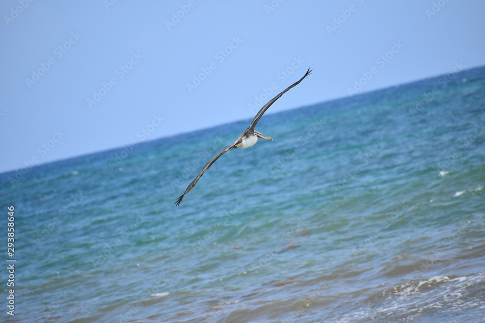 Brown Pelican Flying over the ocean Brown Pelican Flying over the ocean