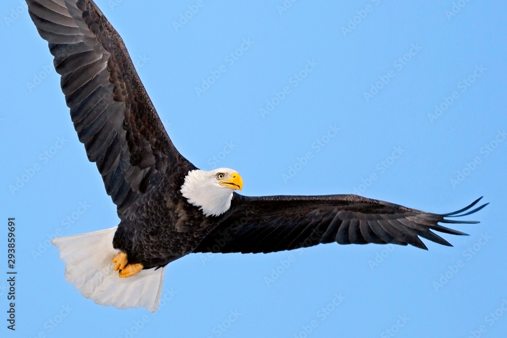 Bald Eagle Bird soaring in light blue sky. Bald Eagle Bird soaring in light blue sky.
