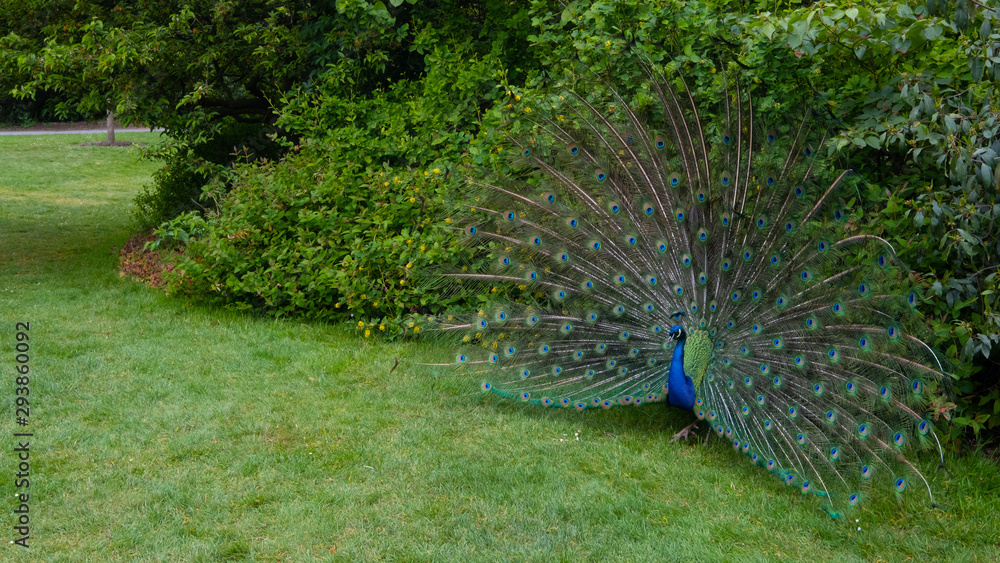 Obraz premium Peacock wide angle
