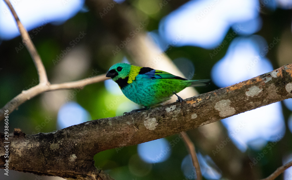 Colorful bird