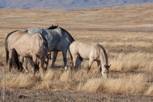 Wild Horses in the Utah Desert