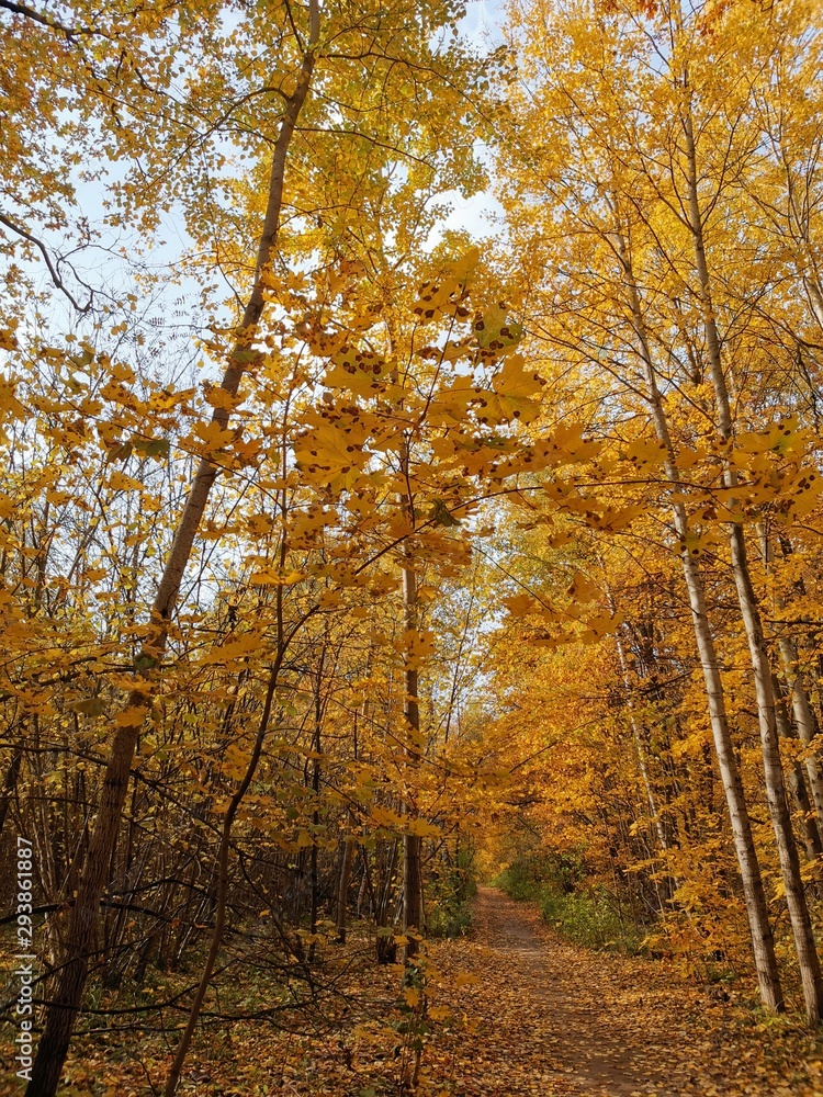 Road in the autumn forest. Trees with yellow leaves